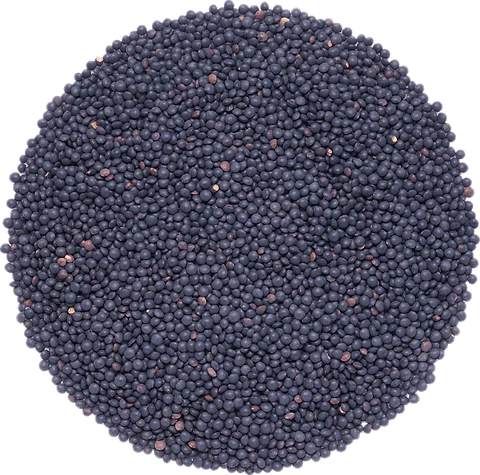 Lentilles Noires Beluga Origine France en vrac BIO